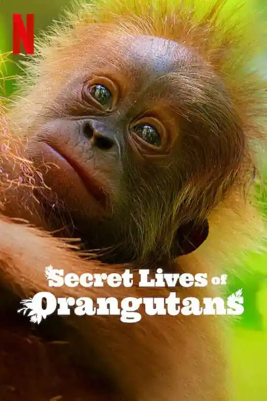 Secret Lives of Orangutans (2024) Dual Audio {Hindi-English} Full Movie NF WEB-DL